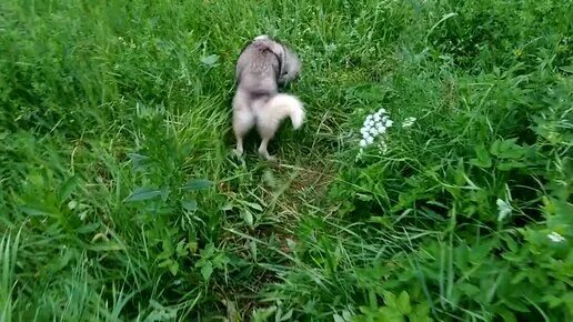 Услышано в лесном