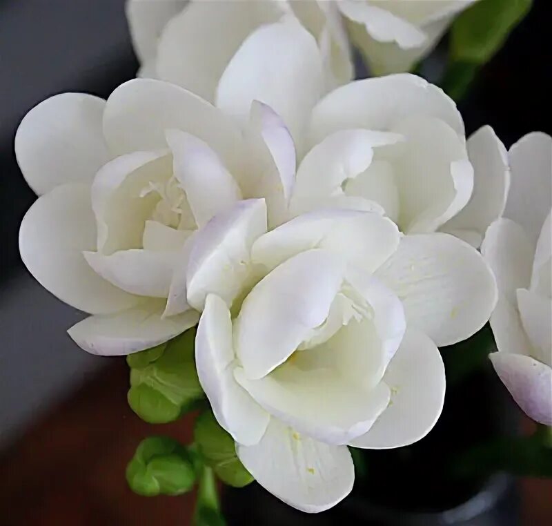 10 вайт. Фрезия белый (махров.). фрезия уайт (freesia single white),. фрезия гибридная махровая вайт. фрезия дабл вайт махровая.