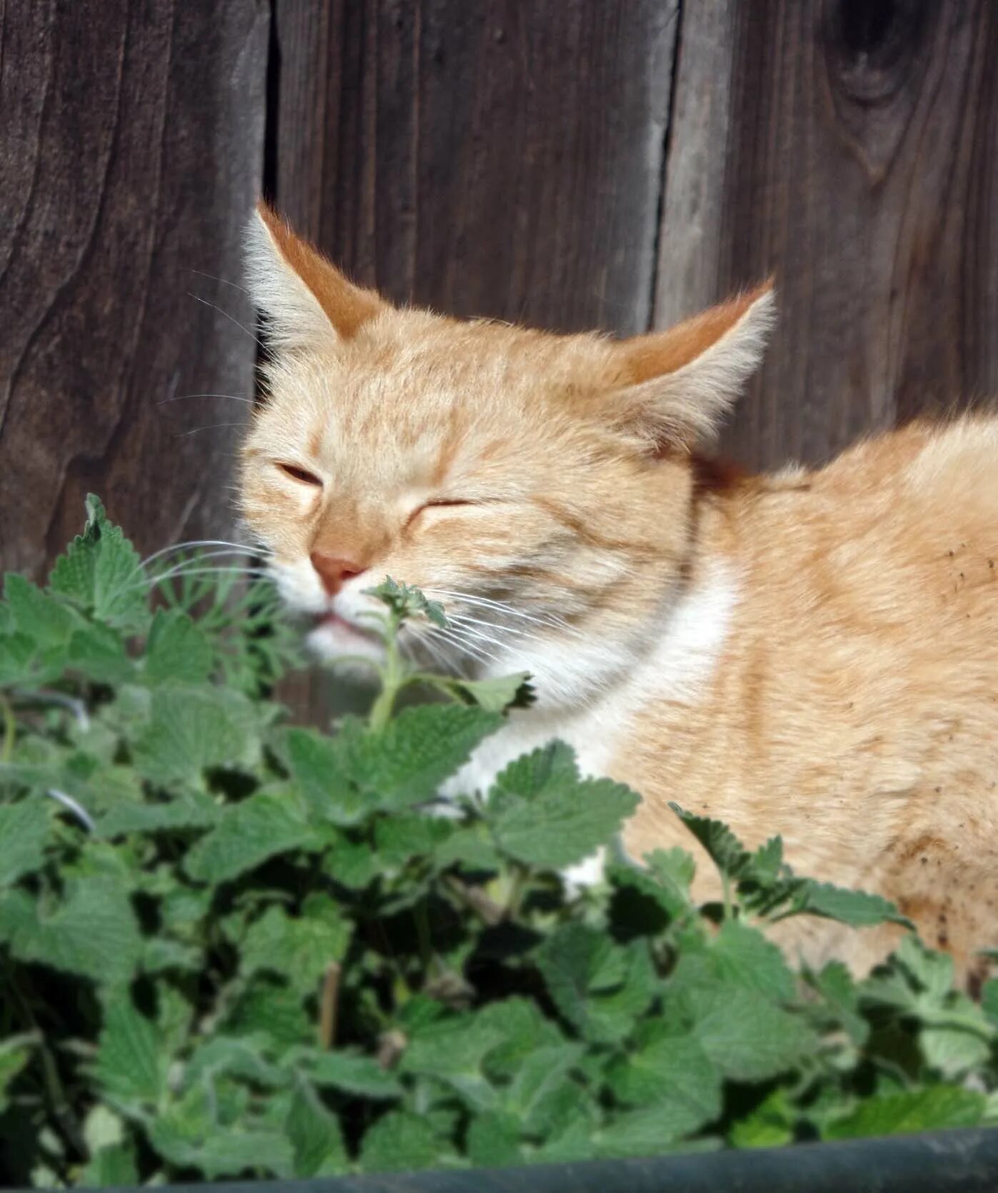 Котовник кошачий. Кошачья мята. Catnip Кошачья мята. Кошкина мята. Кошачья мята где купить