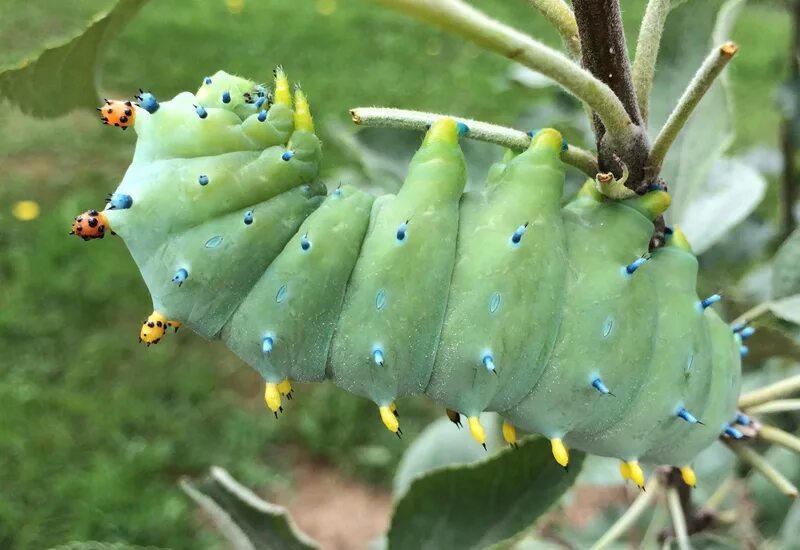 Сатурния цекропия бабочка. Hyalophora Cecropia гусеница. Павлиноглазка Грушевая гусеница. Павлиноглазка цекропия гусеница.