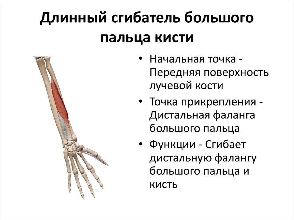 Сгибатели кисти. Лучевой сгибатель запястья функции. Поверхностный сгибатель пальцев мышца функции. Длинный сгибатель пальцев кисти анатомия. Сухожилие длинного сгибателя 1 пальца кисти анатомия.