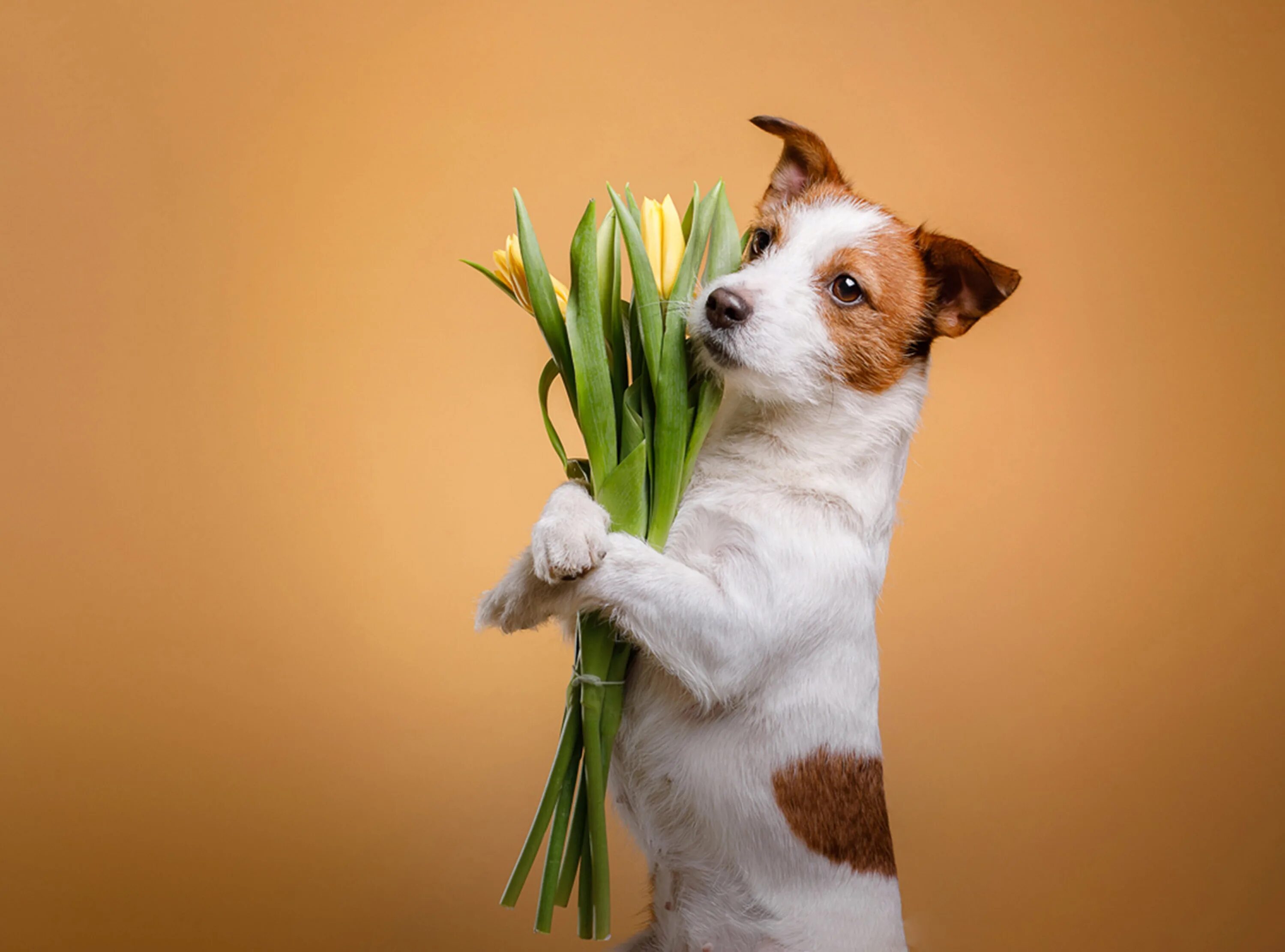 Не дарите животных на новый год. Подарю животное. Черный щенок. Подарю животное. Малинуа.