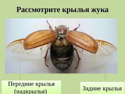 Крылья майского жука