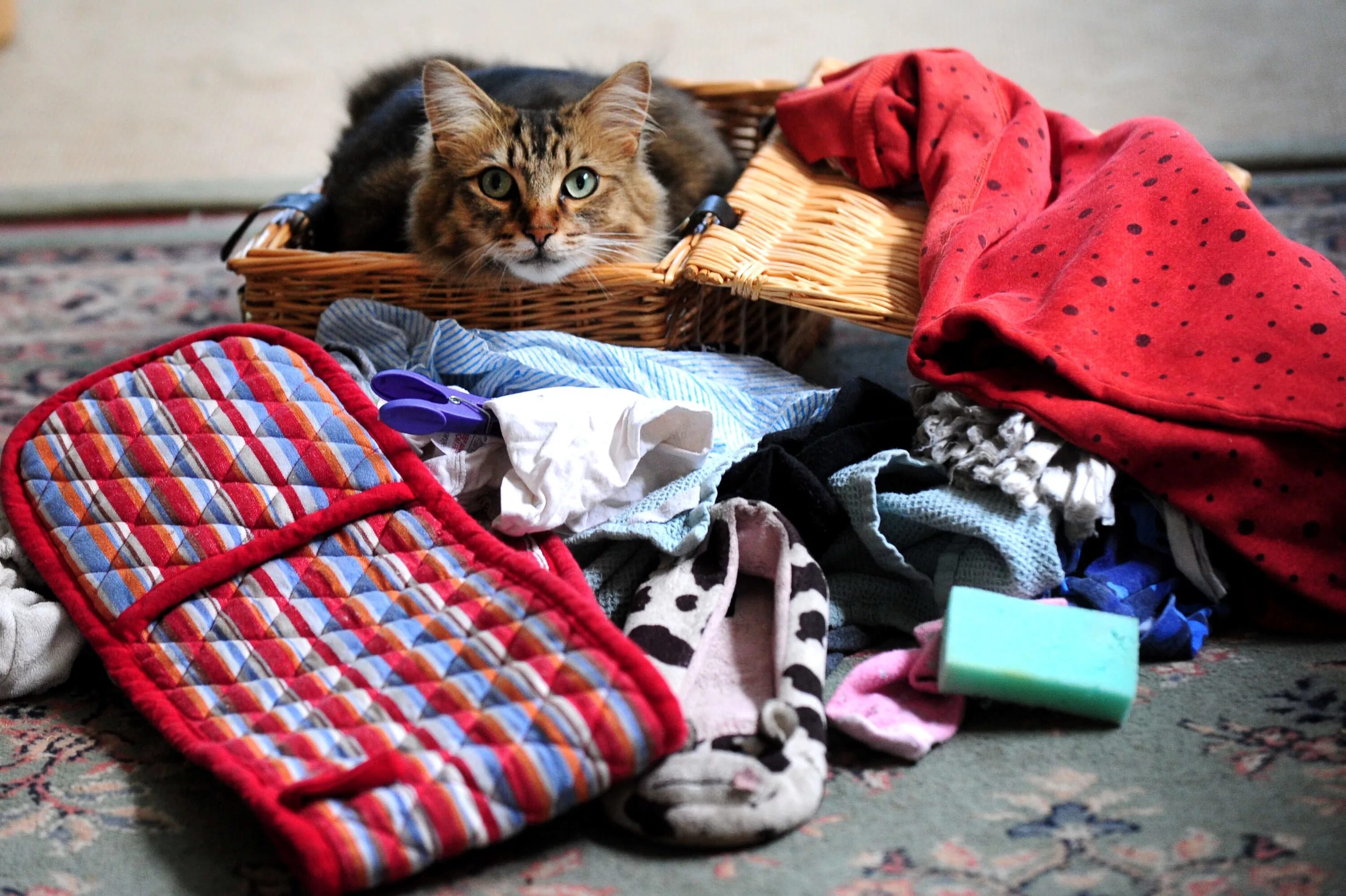 Нижний украсть. Кот и много вещей. Кот клептоман. Коты с вещами. Вещи для кота.