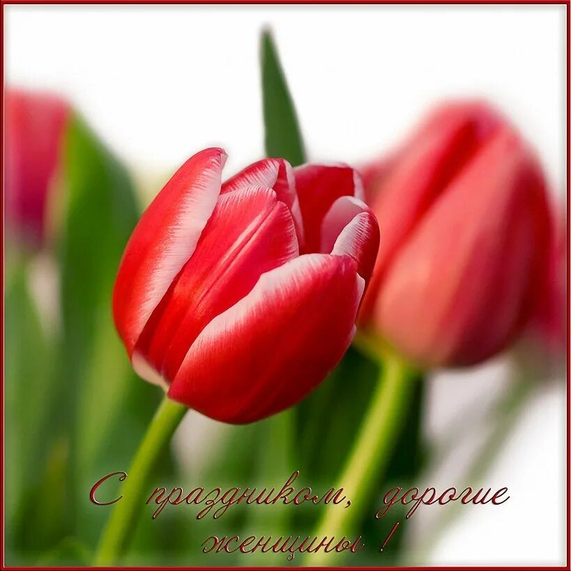 Поздравляем с наступающим международным женским днем. Тюльпаны открытка. Тюльпаны с праздником.