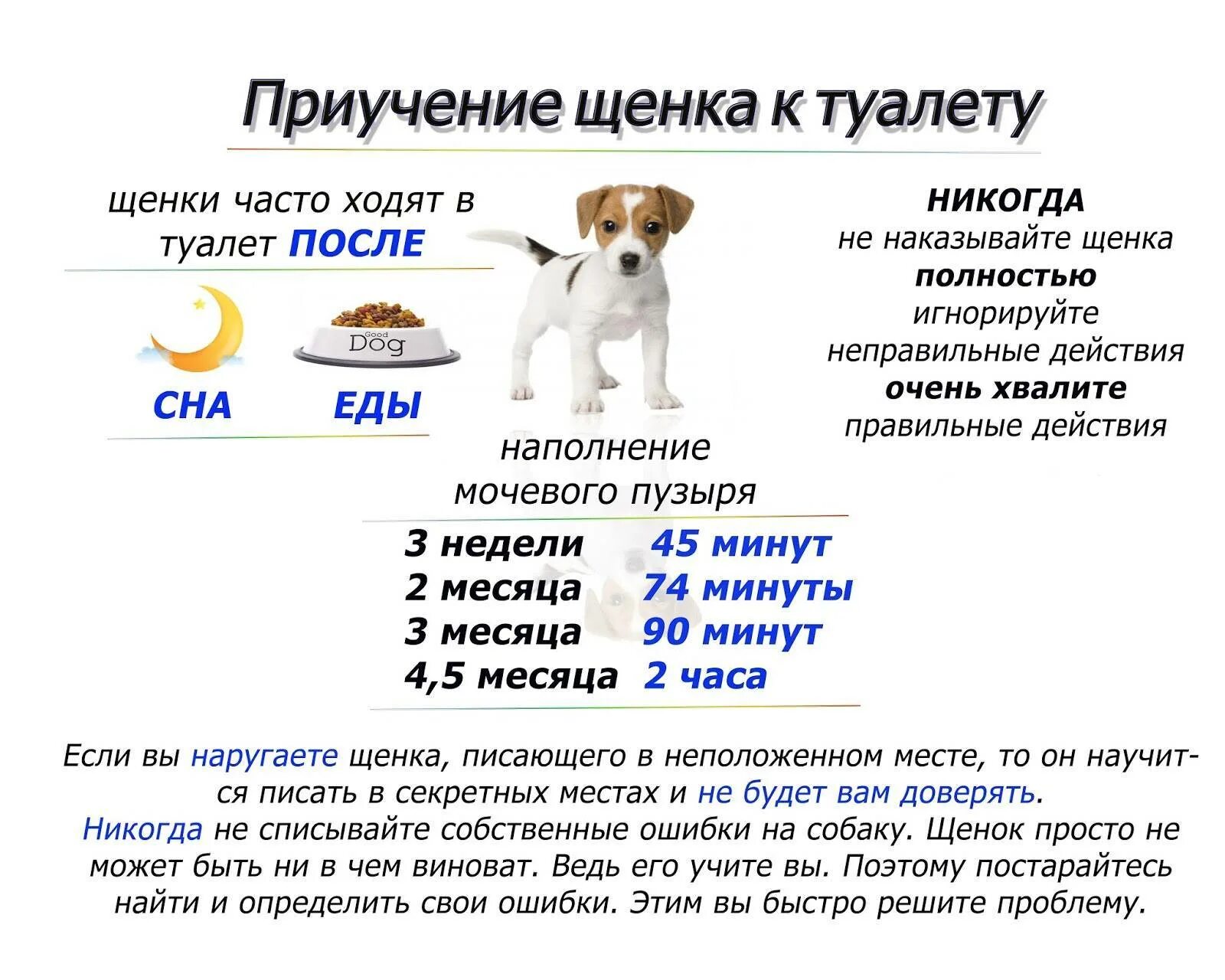 Что надо делать собаке
