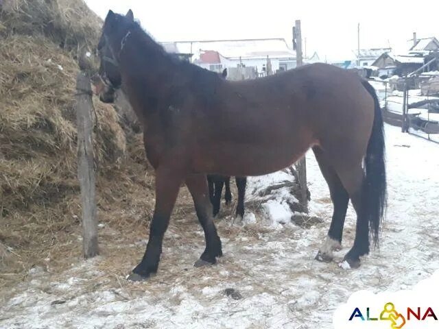 Авито лошади. Авито лошади в Оренбурге области. Лошади на авито в Оренбургской области. Продажа лошадей в Оренбургской области.