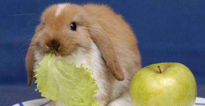 Можно кролику яблоко. Яблочные кролики. Кролик с яблоками. Кролики из яблок. Кроличье яблоко.