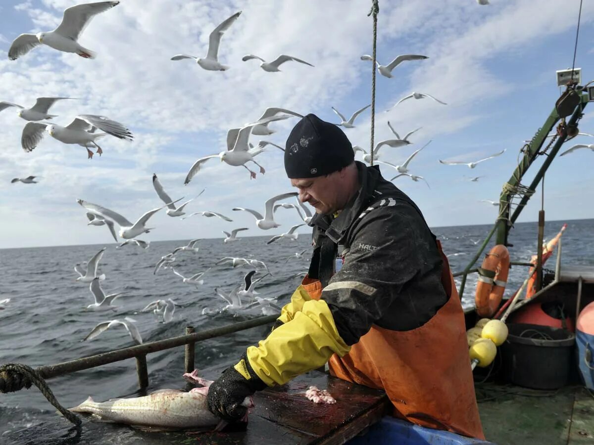 Моряк рыбак море. Рыбный промысел в Мурманске. Рыбаки на промысле. Добыча рыбы.