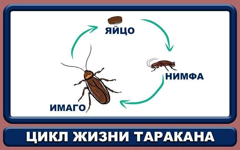 Стадии развития тараканов. Жизненный цикл тараканов прусаков. рыжий таракан цикл развития. цикл развития таракана схема. цикл развития таракана прусака.