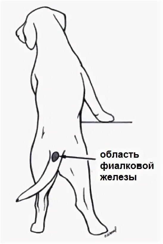 Где у собаки железы. Фиалковая железа у собак на хвосте. Фиалковая железа у собак. Строение параанальных желез у собак. Расположение железы у собак.