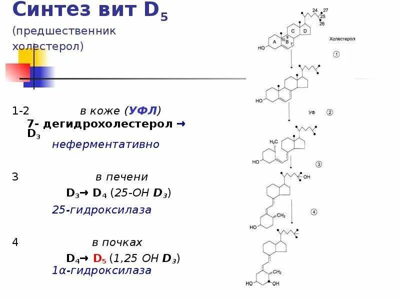 Где происходит синтез витаминов. Синтез вит д. Холестерол предшественник. Вит d3 Синтез. Синтез вит д биохимия.