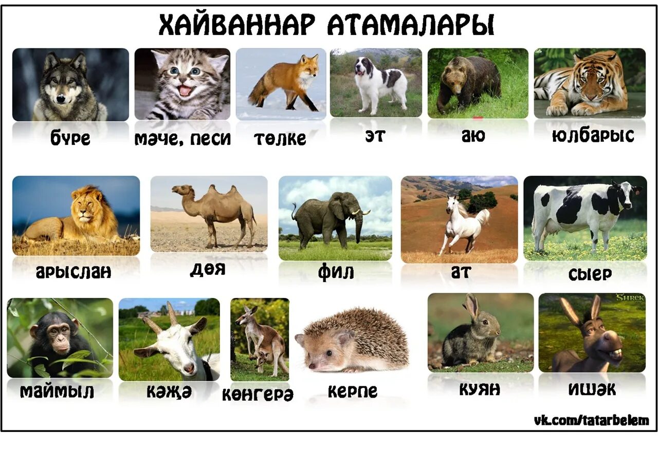 Животные на башкирском языке. Название животных. Татарские названия животных. Татарский язык животные.