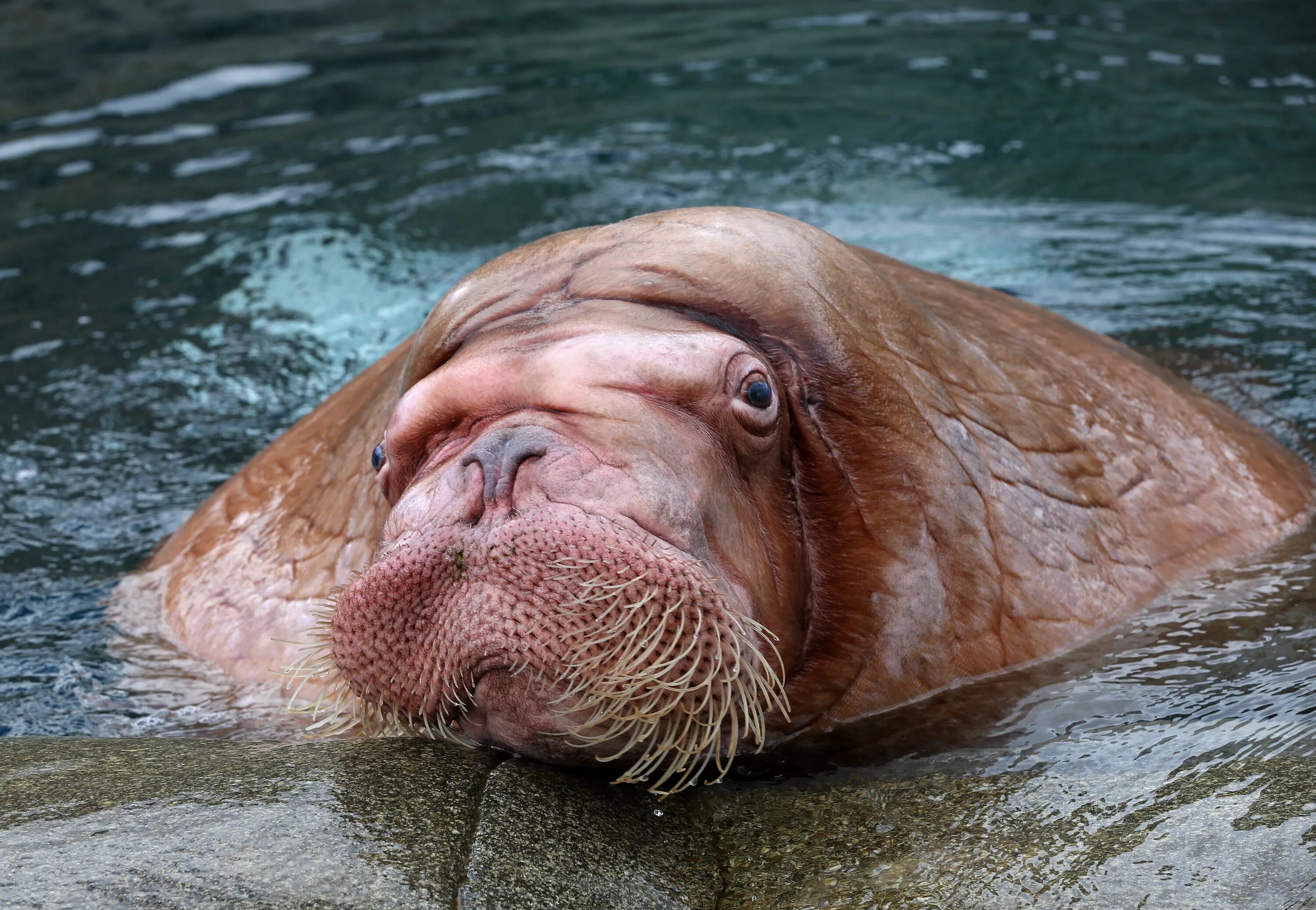 Тихоокеанский морж. Тихоокеанский морж (Odobenus rosmarus divergens). Морж в Московском зоопарке. Морж моржиха и моржонок.