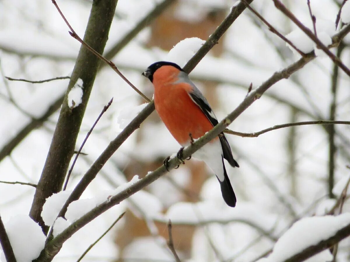 Японский снегирь. Снегири зимой. Амурский снегирь. Снегири антонов. Куда деваются снегири.