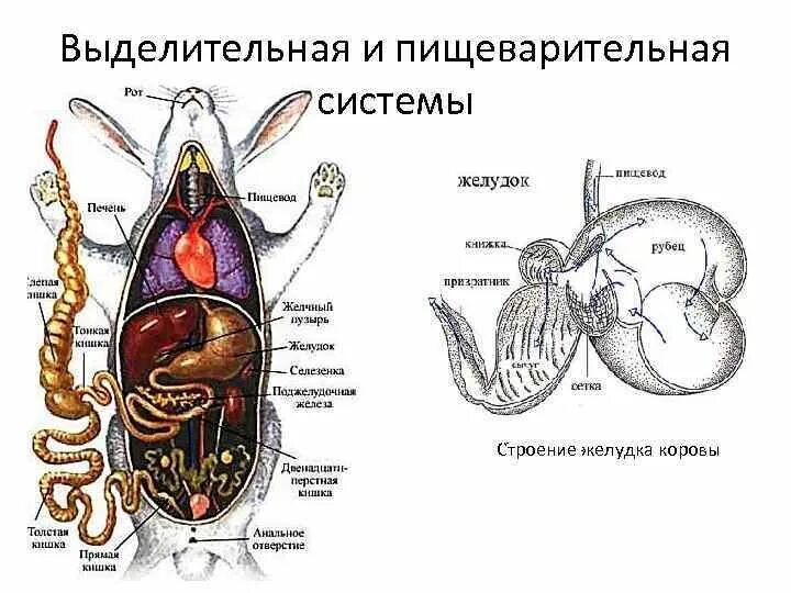 Анатомия половой системы крольчихи. Схема выделительной системы кролика. Выделительная система млекопитающих. Мочеполовая система млекопитающих схема. Женская половая система млекопитающих