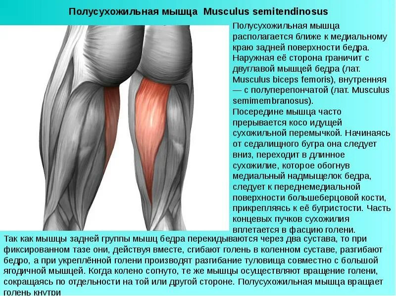 Почему сводит бедра. Полусухожильная мышца функции. Полусухожильная мышца голени. Полусухожильная и полуперепончатая мышцы. Полусухожильная мышца бедра функции.