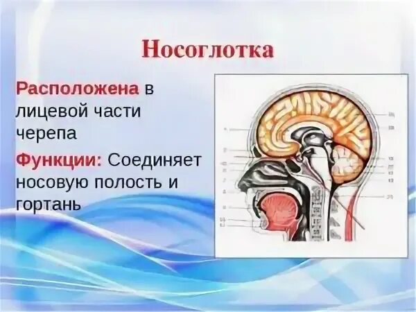 Носоглотка строение таблица