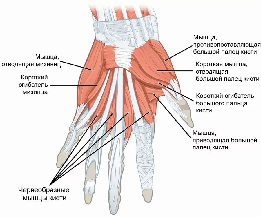 Мышцы кисти вид спереди. Тенар анатомия мышцы кисти. Медиальная группа мышц кисти. Ла еральная группа мыгц кисти. Развело кисть руки