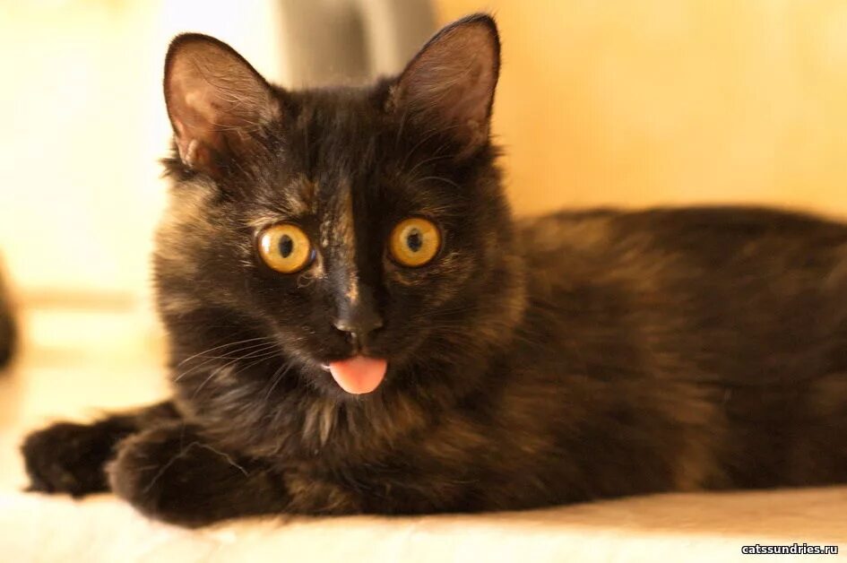 кот маркиз черный. кот маркиз авдеенко. порода кошек маркиз. порода котов маркиз. кот маркиз.
