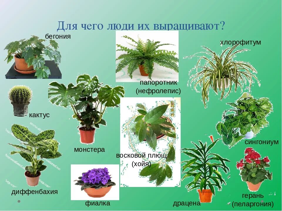 Название растений из двух слов. Название домашних растений. Домашние растения названия. Комнатные цветы с названиями. Комнатные растения название растения.