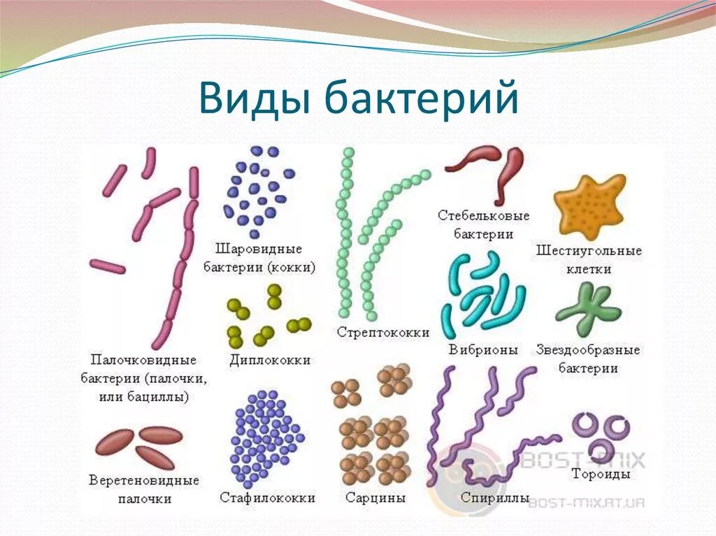 Формы и названия бактерий. Сарцины бактерии. Формы бактерий 5. Виды бактерий 5 класс биология. Бактерии урок 7 класс