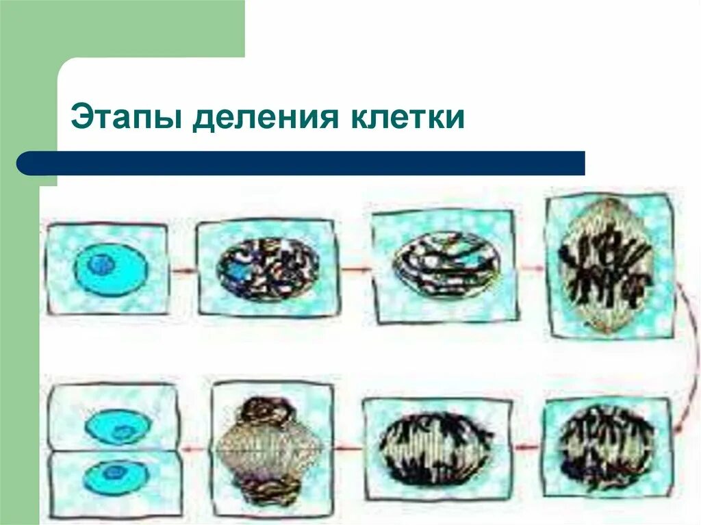 Рисунок деление клетки. Деление растительной клетки 5 класс биология этапы. Деление растительной клетки этапы 5 кл. Фазы деления растительной клетки 5 класс. Деление растительной клетки рисунок.