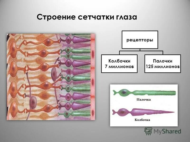 клетки сетчатки гистология. строение жгутиковые эвглена зеленая. светочувствительные клетки глаза. светочувствительные клетки сетчатки. светочувствительные клетки глаза.