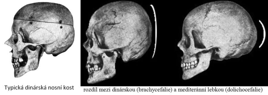 От а до b: генетические данные об индоевропейцах Языки и истории Дзен