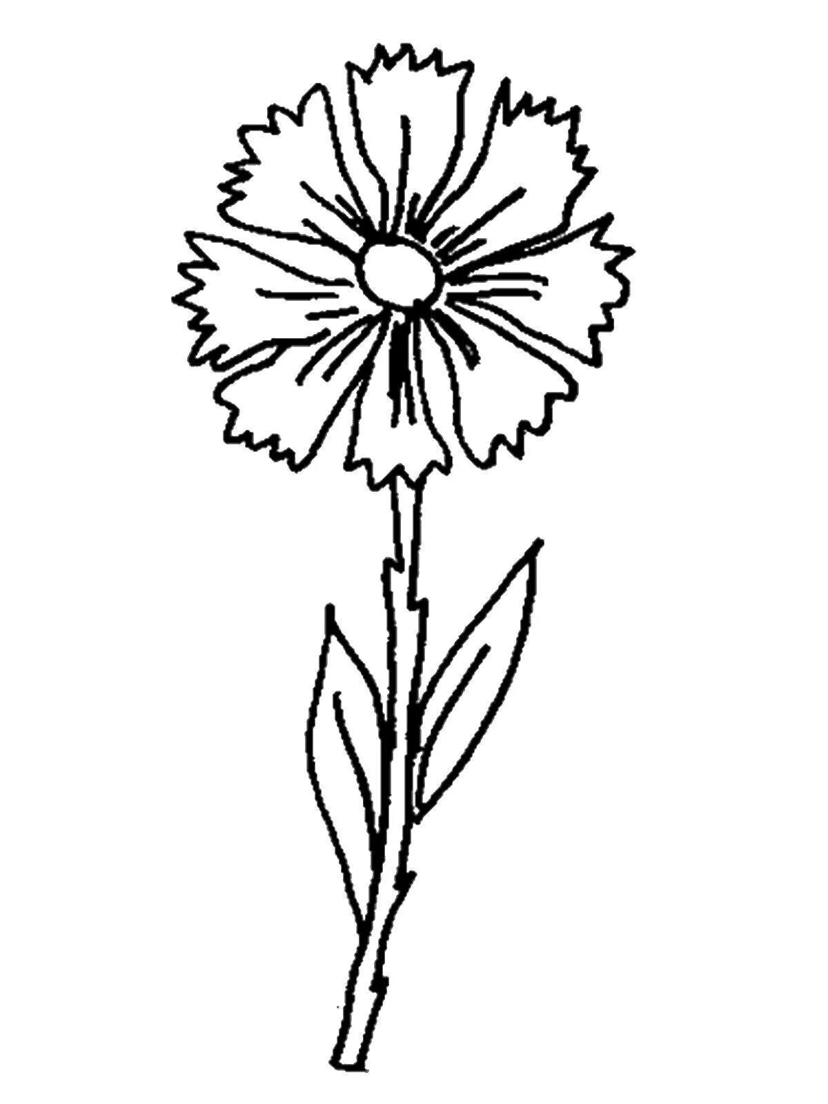 василек раскраска для детей. раскраска василек цветок. василек шаблон. раскраска цветы васильки. трафареты цветов для поделок.