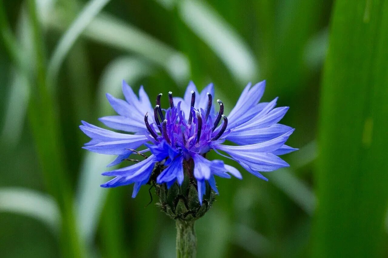 Род василька. Центаурея Василек. Василек синий (Centaurea cyanus). Василек гребенчатый. Василек полевой.