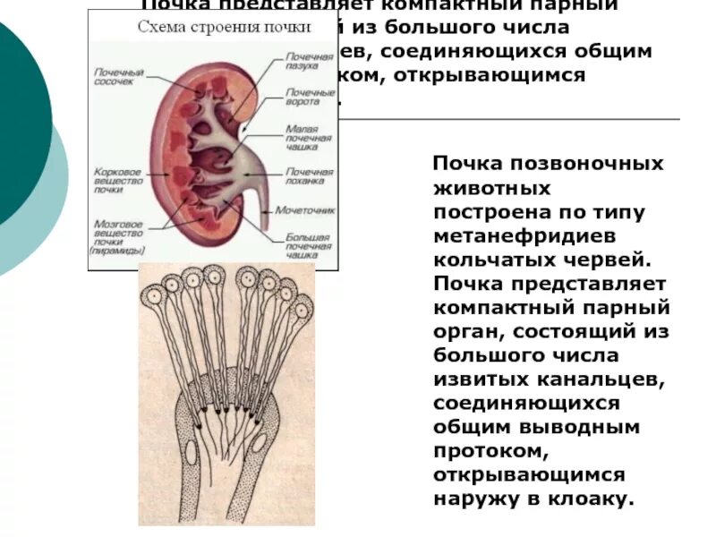 Функции тазовых почек у позвоночных. Строение почек позвоночных. почки позвоночных животных. типы почек у позвоночных животных. строение почки животных.