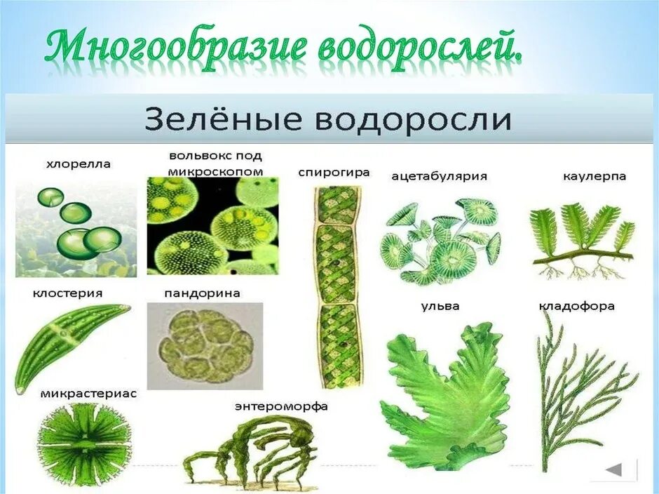 На рисунке изображены представители водорослей. На рисунке изображены представители водорослей