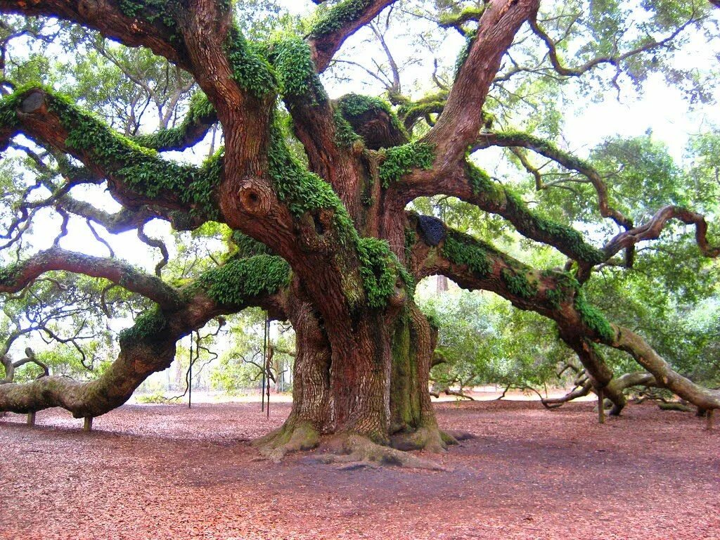 Old tree