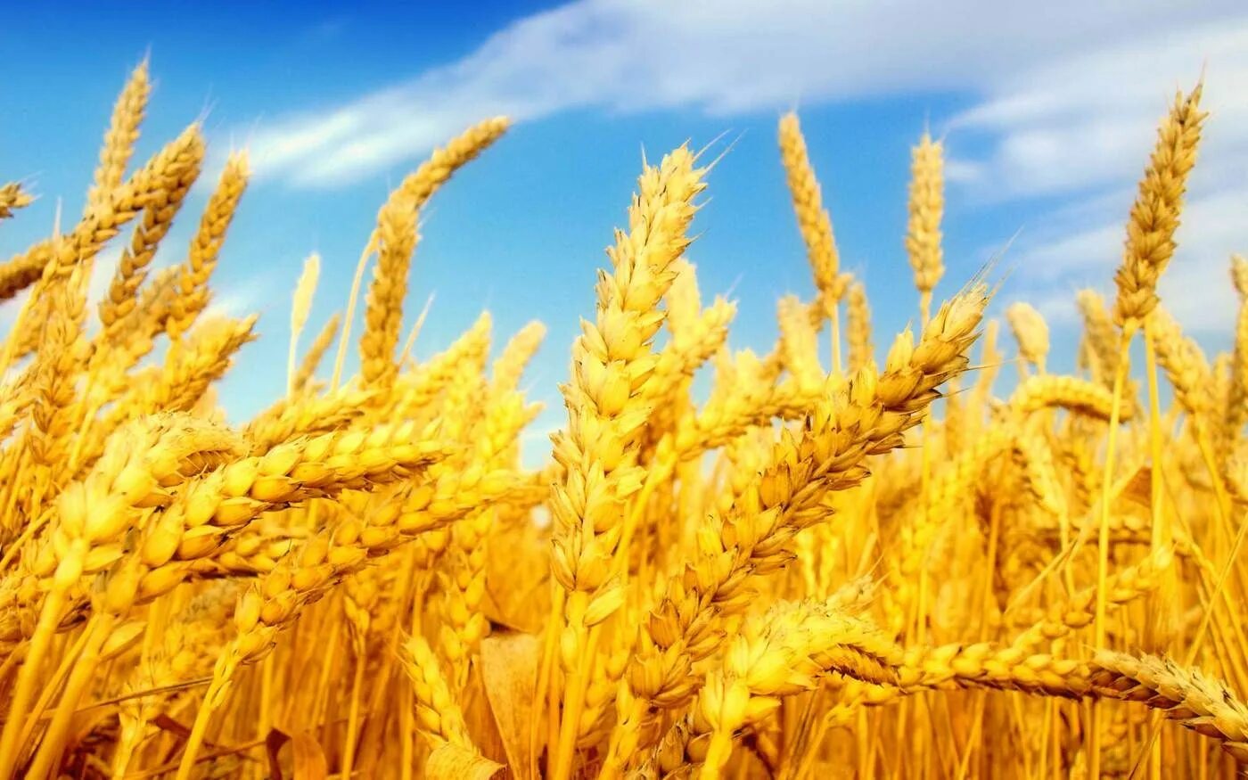Сельское хозяйство растения. Поле пшеничное колоски золотистые. Колосья пшеницы. Хлебное поле. Сельскохозяйственные растения.