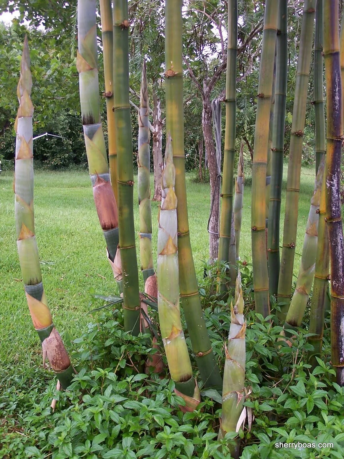 За сколько часов вырастает бамбук. Phyllostachys edulis. Bambusa oldhamii. Бамбук Phyllostachys nigra изнутри. Курильский бамбук.