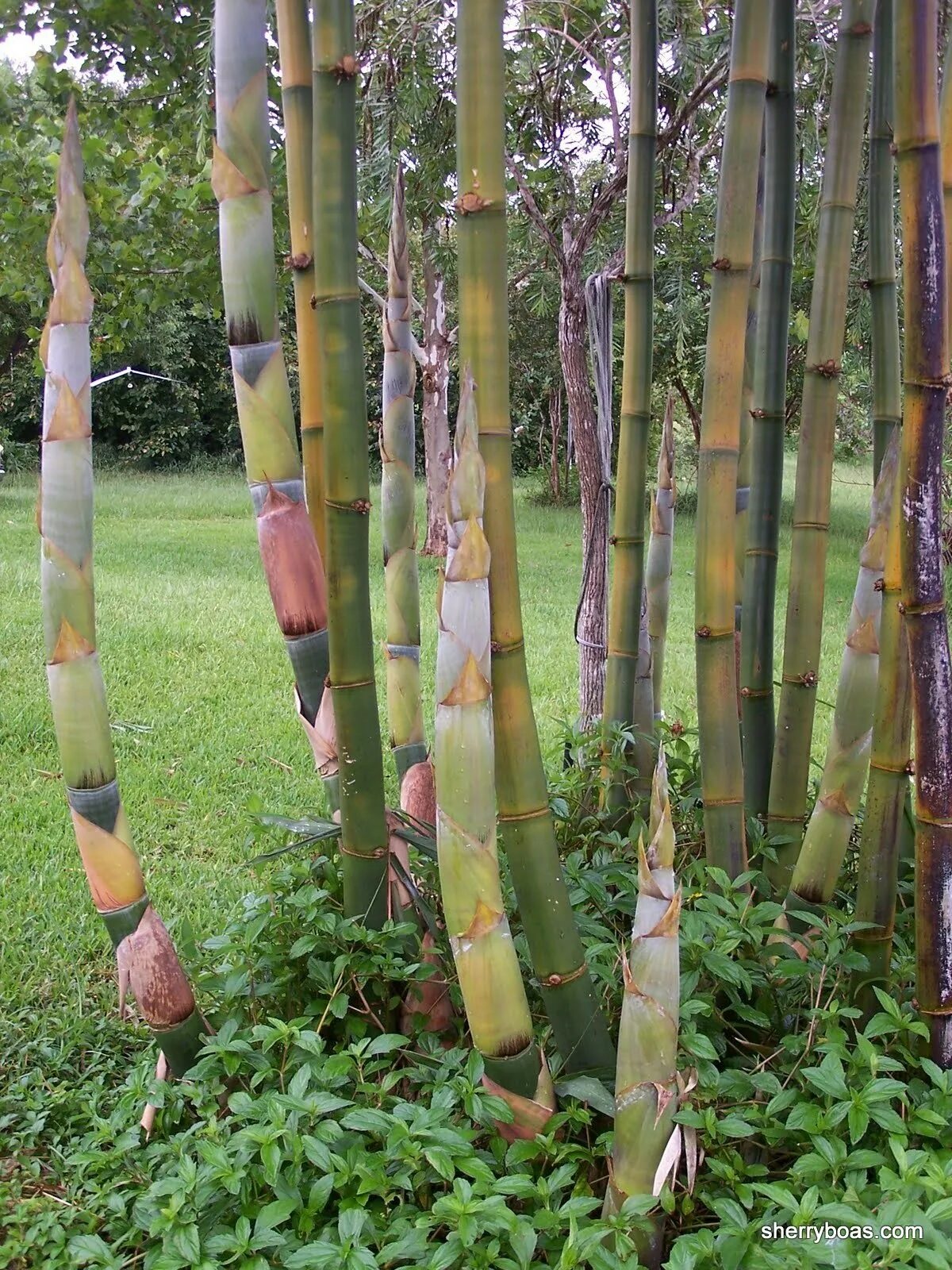 Phyllostachys edulis. Bambusa oldhamii. Бамбук Phyllostachys nigra изнутри. Курильский бамбук. Рост бамбука за сутки