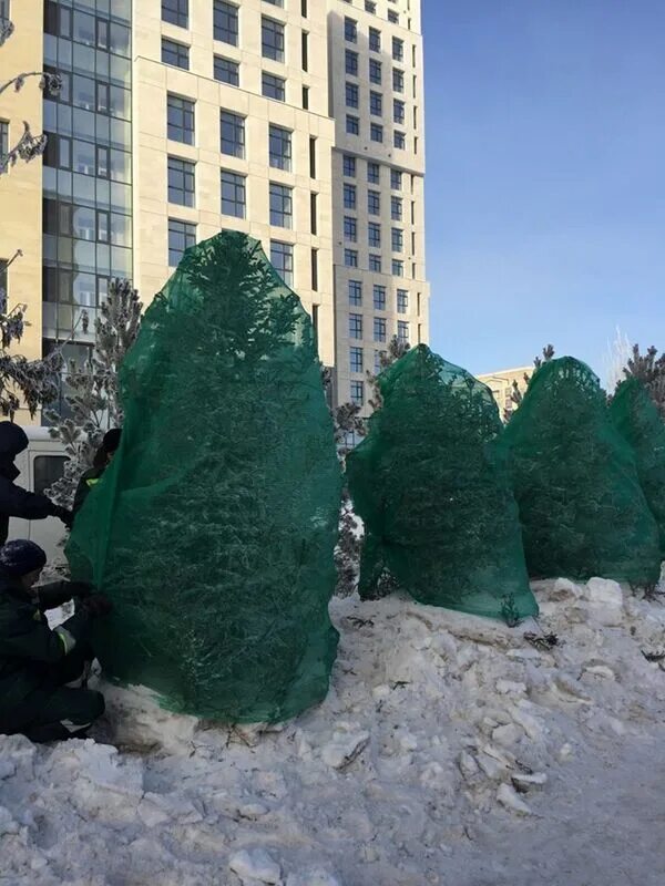 Сетки хвойные. Затеняющая сетка для укрытия туи. Сетка для укрытия хвойных. Сетка для туй. Сетка для укрытия туи на зиму.