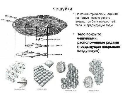 Как узнать возраст рыбы