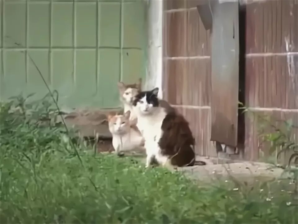 Кот и крыса. Крыса спит. Котик с мышкой. Кот атакует. Кот и крыса дружба.