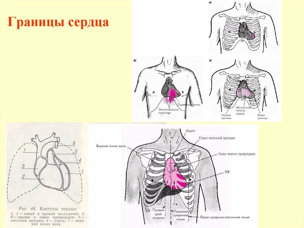Относительная граница сердца топография. Перкуссия границ относительной тупости сердца норма. Относительная тупость сердца таблица. Что значит границы сердца. Что значит границы сердца.