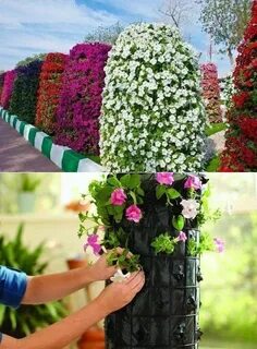 Вертикальные петунии