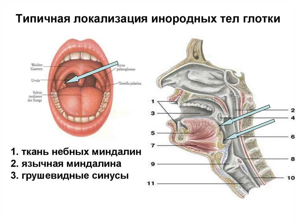 Миндалины ротовой полости. Слизистая оболочка уха