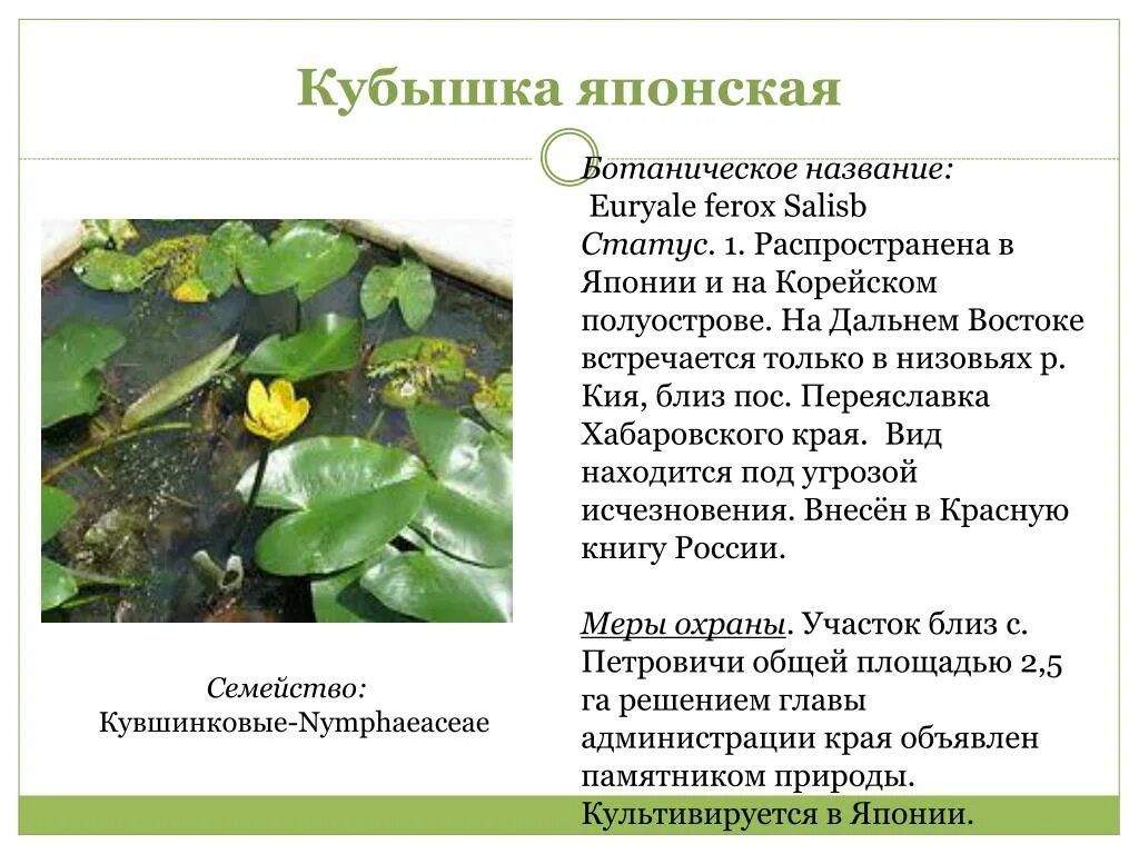 Растения красной книги дальнего востока. Краснокнижные растения дальнего востока. Красная книга исчезающие виды растений. Растения занесенные в красную книгу. Растения из красной книги дальнего востока.