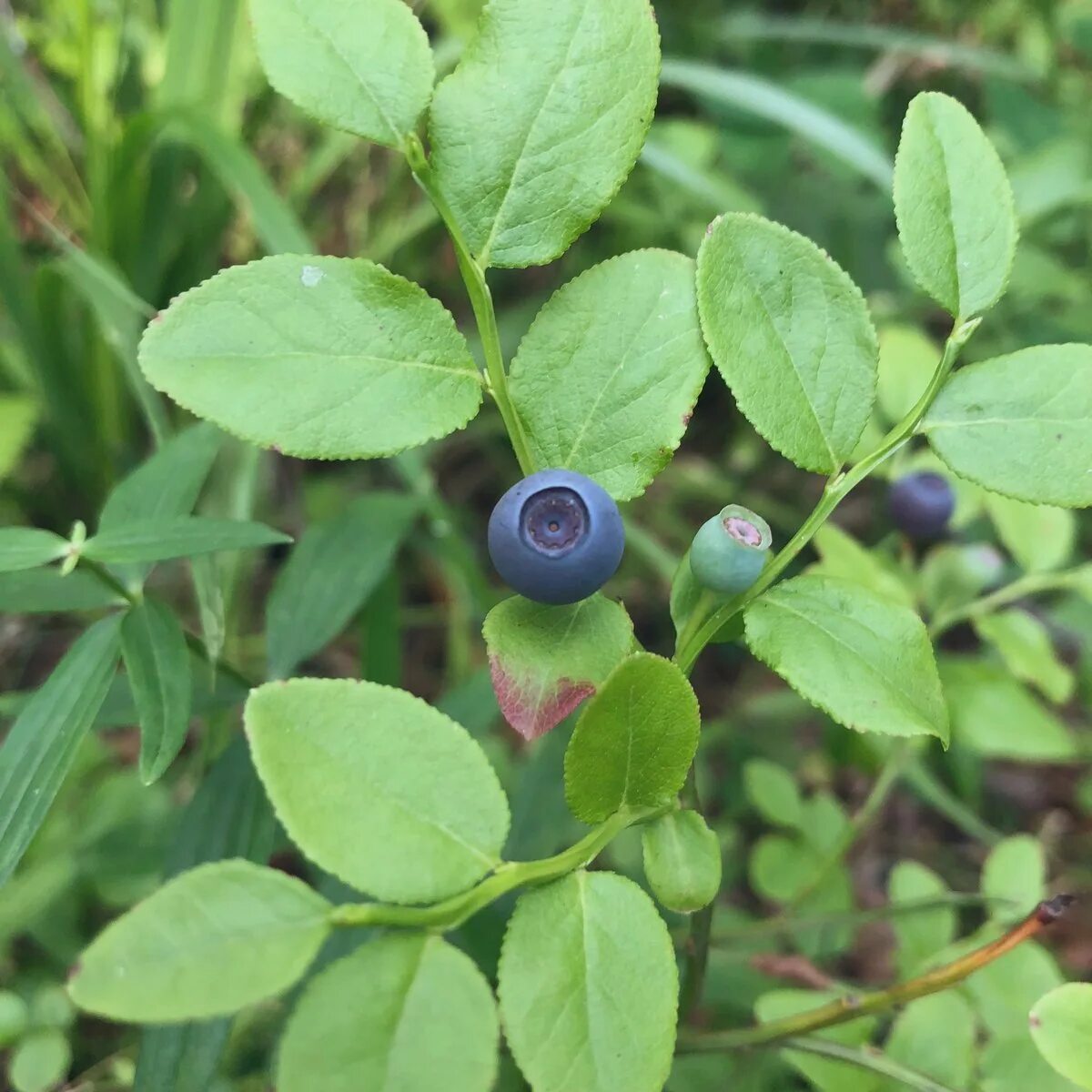 Листья черники. Vaccinium myrtillus цветки. Голубика черника гонобобель. Листья черники. Черника обыкновенная фармакогнозия.