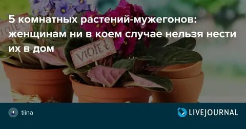 Фиалка цветок приметы