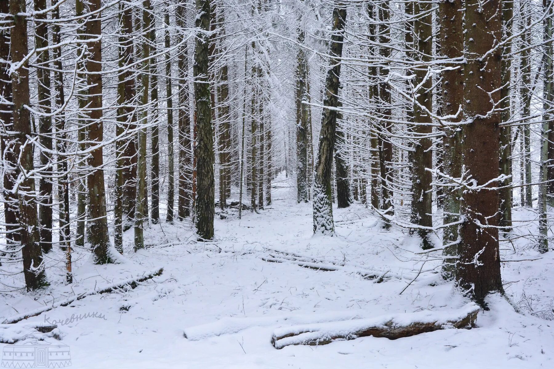 Снег юля. Лес после снегопада. После снегопада. Абрамова леса. Фото Россия снег 09.02.23г..