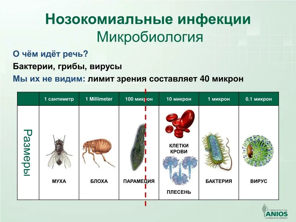 Бактерии вирусы грибы простейшие. Простейшие вирусы бактерии таблица. Классификация на бактерии грибы вирусы. Вирусы грибы простейшие.