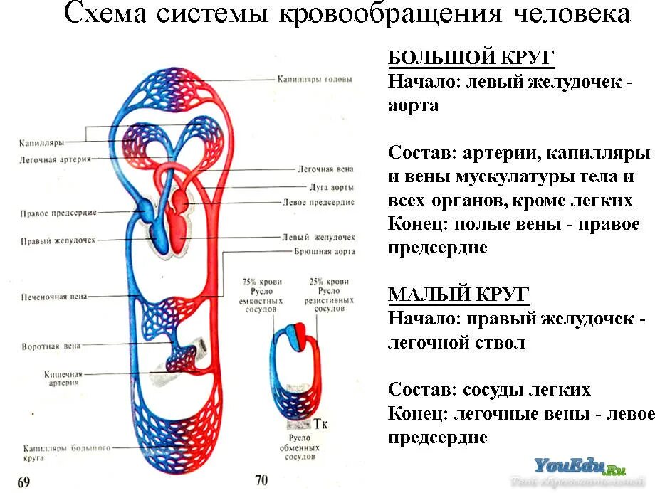 Заканчивается в правом предсердии. Схема малого круга кровообращения. Большой и малый круг кровообращения схема. Малый круг кровообращения и большой круг кровообращения схема. Малый круг кровообращения понятная схема.