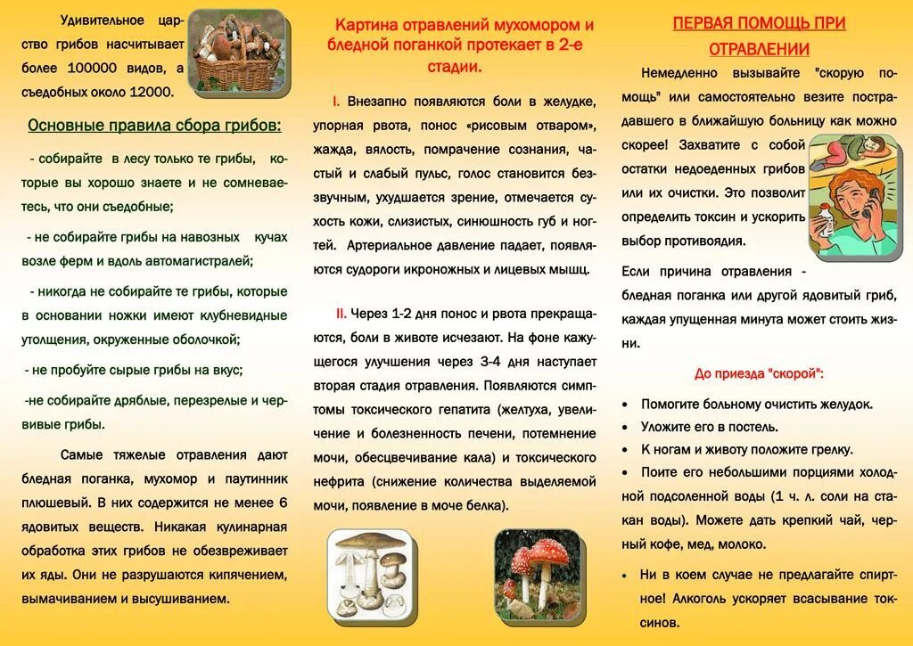Буклет грибы. Памятка грибника съедобные и несъедобные грибы. Буклет на тему лечебные растения. Съедобные грибы брошюра. Буклет на тему грибы.